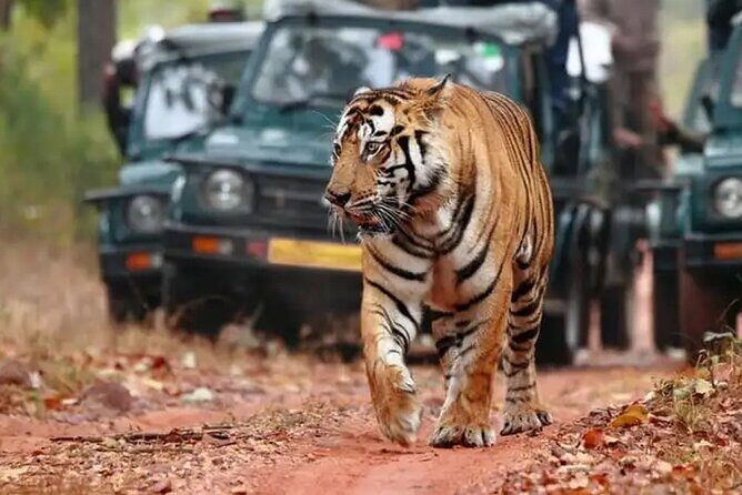 Private Tour to Ranthambore Tiger Reserve from Jaipur - An In-Depth Look at the Ranthambore Experience