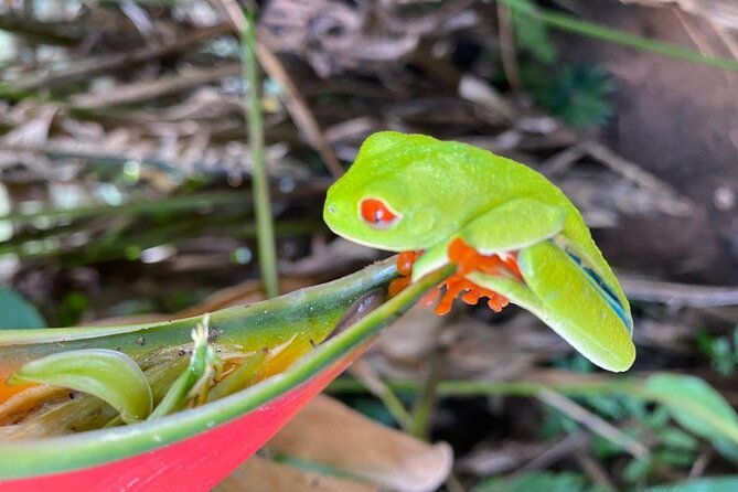 private-tour-to-rio-celeste-hike-and-flavors-of-costa-rica