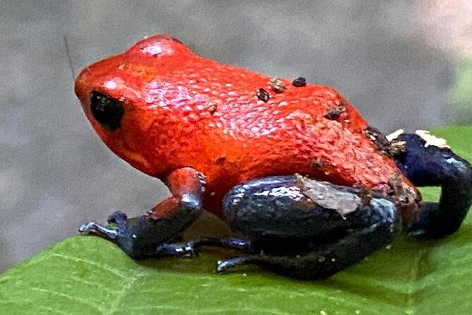 private-tour-to-rio-celeste-hike-and-flavors-of-costa-rica