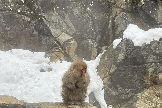 private-tour-to-snow-monkey-zenkoji-temple-hot-springs-nagano