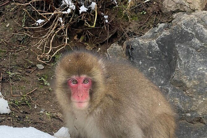 private-tour-to-snow-monkey-zenkoji-temple-hot-springs-nagano
