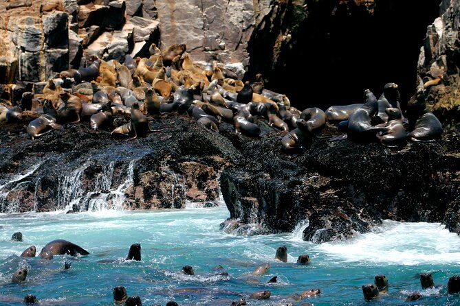 private-tour-to-spot-sea-lions-in-palomino-islands-from-lima