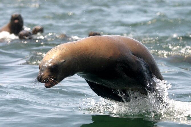 private-tour-to-spot-sea-lions-in-palomino-islands-from-lima