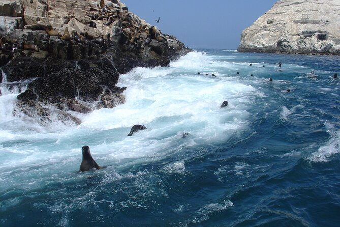 private-tour-to-spot-sea-lions-in-palomino-islands-from-lima
