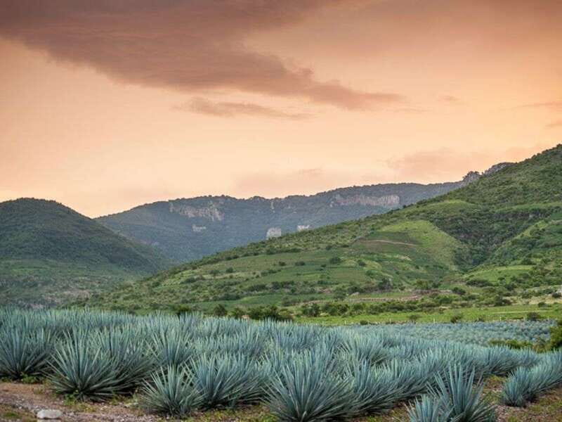 Private Tour to Tequilera Corralejo and Archaeological Zone - The Sum Up