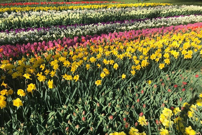 private-tour-to-the-keukenhof-and-tulip-fields