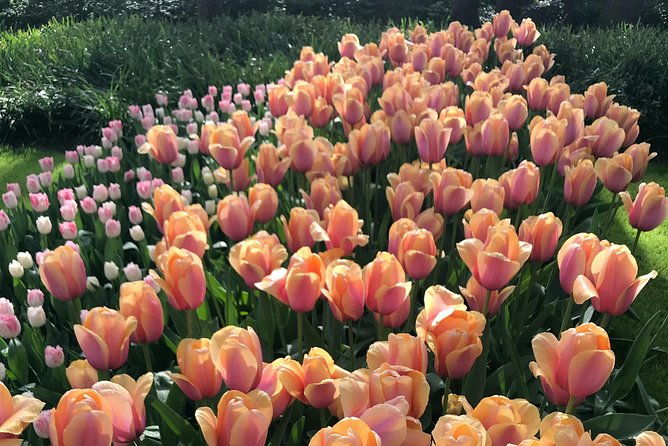 private-tour-to-the-keukenhof-and-tulip-fields