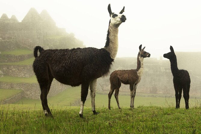 private-tour-to-the-lost-city-machu-picchu-in-one-day