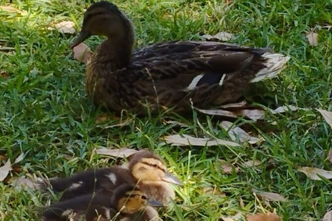 private-tour-to-the-royal-palace