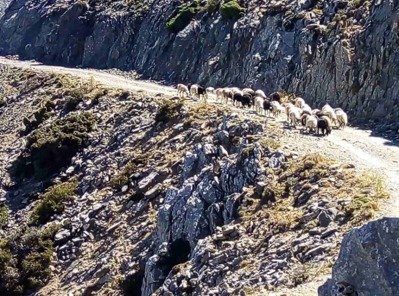 Private Tour to The White Mountains & Samaria from Above - FAQ