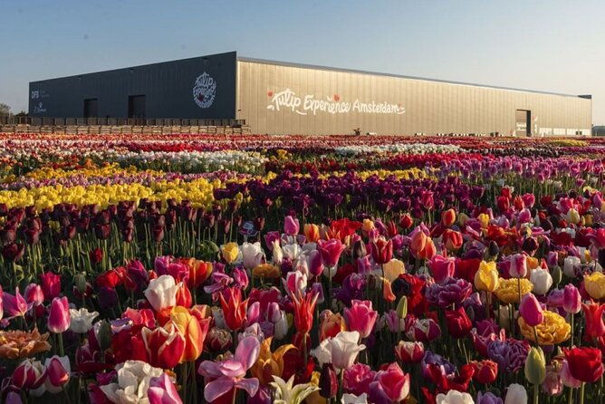private-tour-to-tulips-keukenhof-windmills-cheese-farm