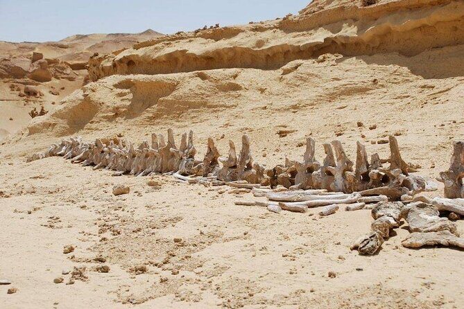 Private Tour to Whales Valley & Wadi El Rayan Waterfalls in El Fayoum from Cairo - Who Will Love This Tour?