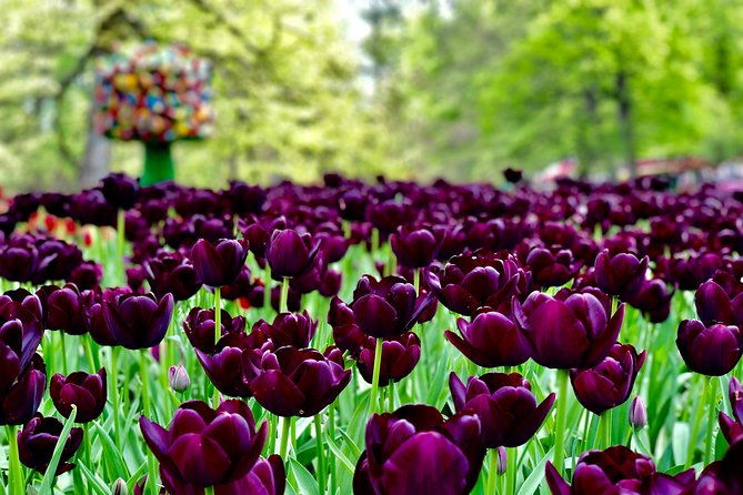 private-tour-to-windmills-zaanse-schans-keukenhof-7-hours
