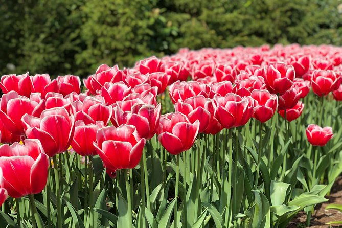 private-tour-to-windmills-zaanse-schans-keukenhof-7-hours