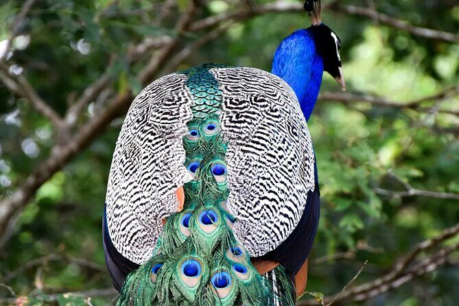 Private Tour : Udawalawe National Park Safari - Who Should Book This Tour?