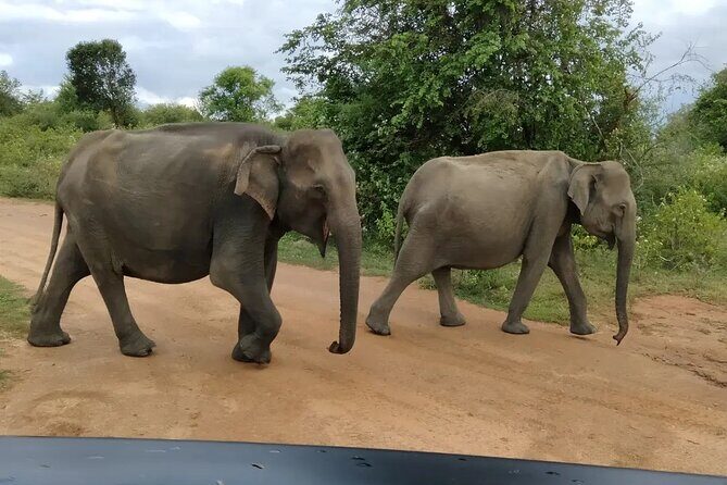 Private Tour : Udawalawe National Park Safari - The Sum Up