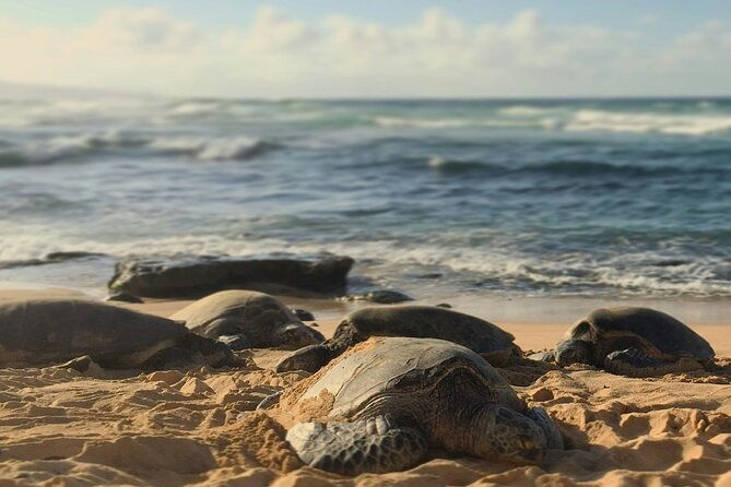 private-tour-ultimate-north-shore-experience