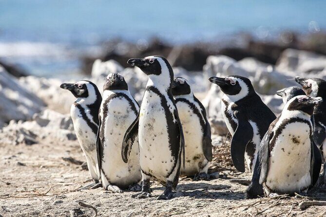 Private Tour: Whale Watching Shared Boat Trip from Cape Town - Who Should Book This Tour?