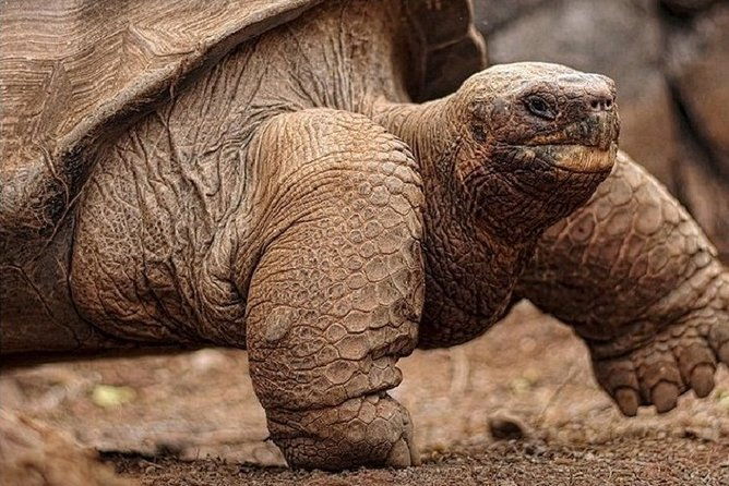 private-tour-with-land-tortoises-lava-tunnel-and-sinkholes