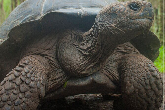 private-tour-with-land-tortoises-lava-tunnel-and-sinkholes