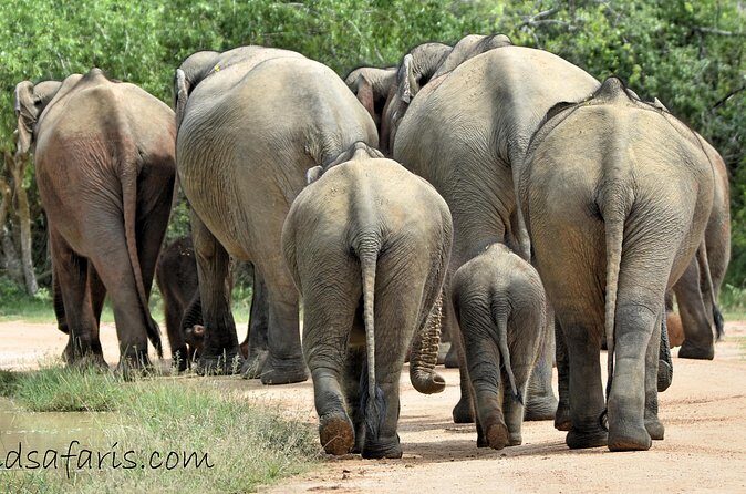 Private Tour: YALA National Park from SHANGRI-LA, Hambanthota - Final Thoughts