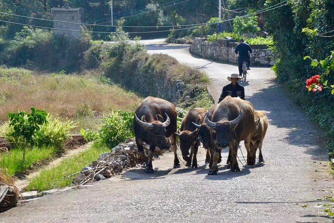Private Tour-Yangshuo Highlights - The Sum Up: Who Is This Tour Best For?