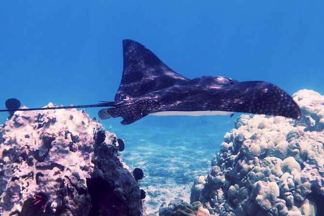 private-tours-beach-entry-sea-scooters-guided-with-videos