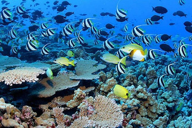 private-tours-beach-entry-sea-scooters-guided-with-videos