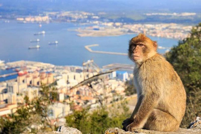 private-tours-from-malaga-to-the-rock-of-gibraltar-up-to-8-people