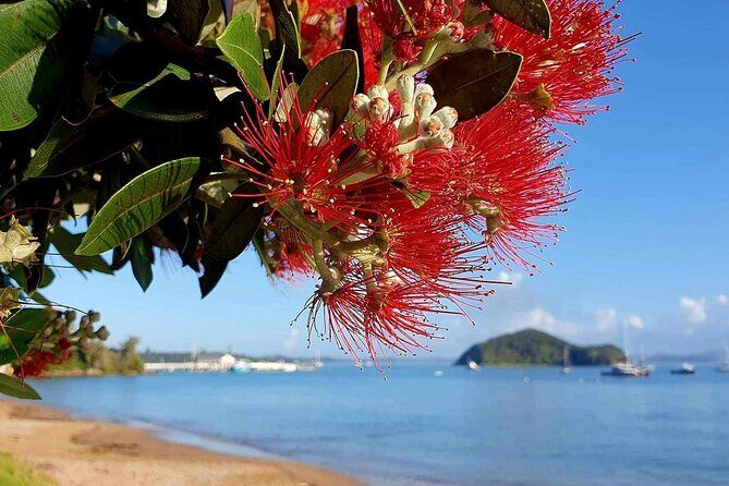 Private Tours in Bay of Islands - What to Expect from the Private Tour in Bay of Islands