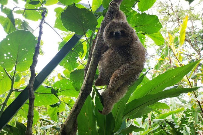private-tours-to-rio-celeste-waterfall-and-sloths-sanctuary