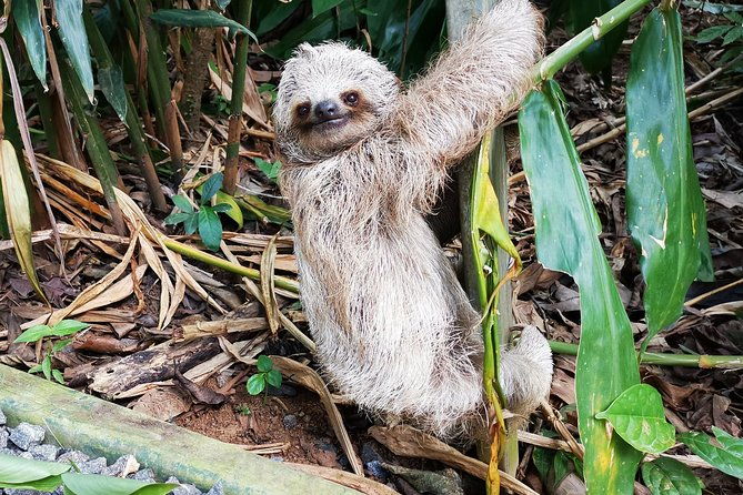 private-tours-to-rio-celeste-waterfall-and-sloths-sanctuary