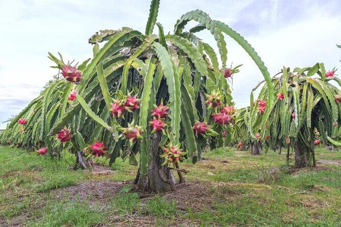Private Traditional Olive Grove and Dragon Fruit Farm Tour - Who Will Love This Tour?