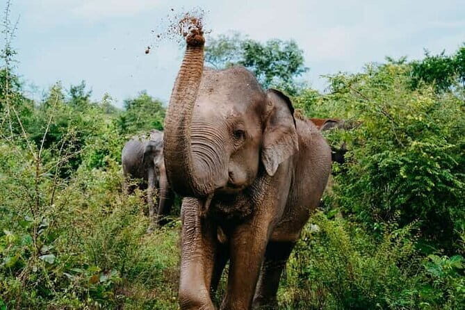 Private Transfer from Ella to Yala National Park - Insights from Reviews and Real Travelers