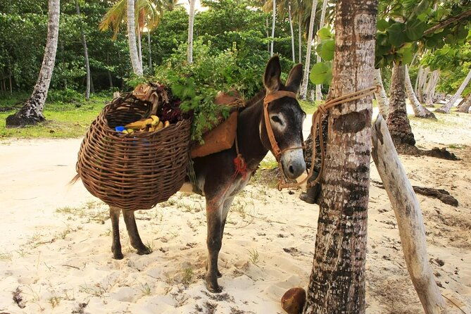 private-transfer-from-las-americas-inter-airport-to-samana-las-galeras