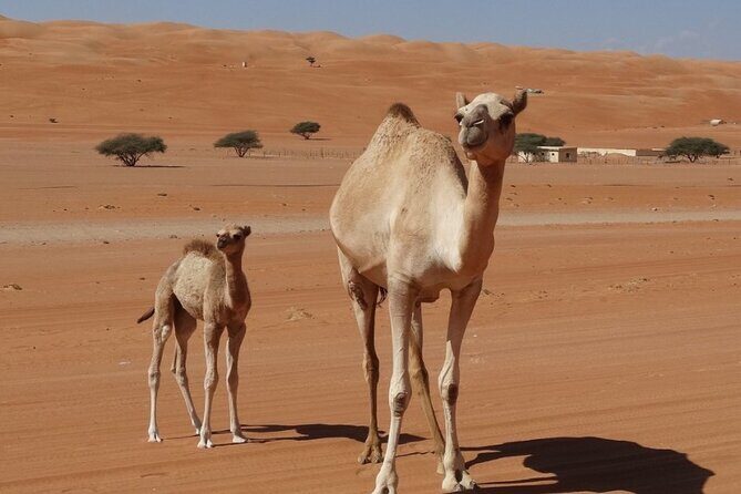 Private Transfer from Muscat to Wahiba Sands Desert - An In-Depth Look at the Transfer Experience