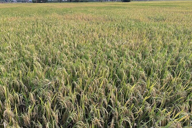 Private Transfer From Siem Reap to Bangkok Thailand - FAQ