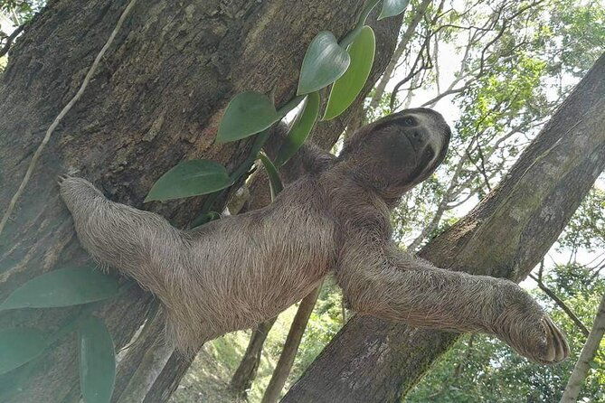 private-transfer-from-tocumen-airport-to-gamboa