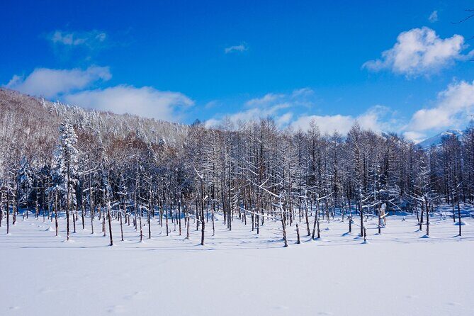 Private Transfer New Chitose Airport to Hokkaido Attractions - FAQ