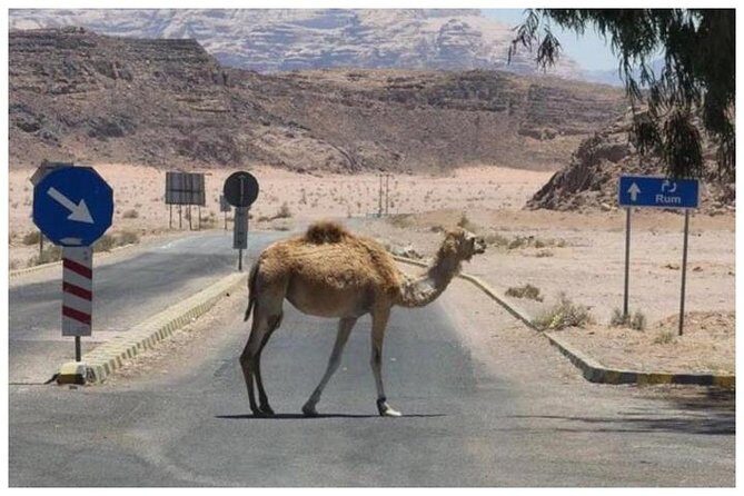 Private transfer Petra to/from Wadi Rum - FAQ