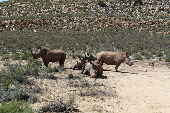 Private Transfer to Safari Big 5 at Aquila from Cape Town Excluding Entry Fees - What Makes This Tour Stand Out?