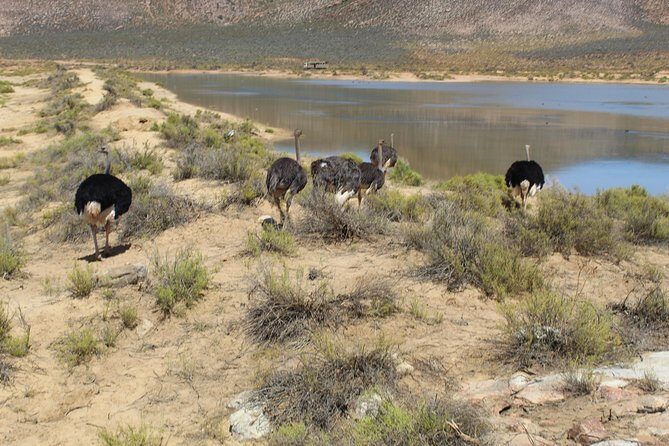 Private Transfer to Safari Big 5 at Aquila from Cape Town Excluding Entry Fees - Arrival at Aquila and the Experience There