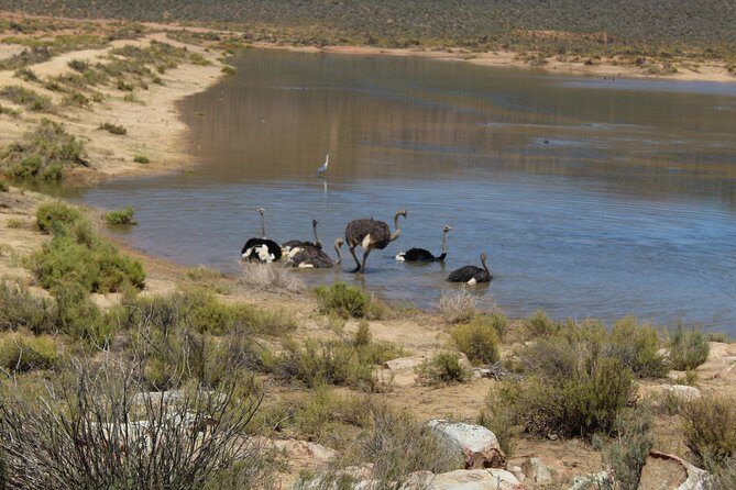 Private Transfer to Safari Big 5 at Aquila from Cape Town Excluding Entry Fees - Comfort and Practicalities