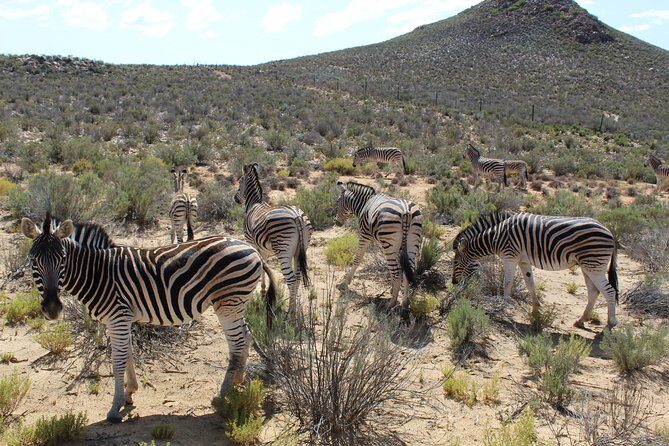 Private Transfer to Safari Big 5 at Aquila from Cape Town Excluding Entry Fees - Who Should Consider This Tour?