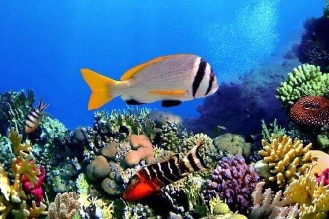 Private Transfers From Luxor To Hurghada - In-Depth Look at the Transfer Experience