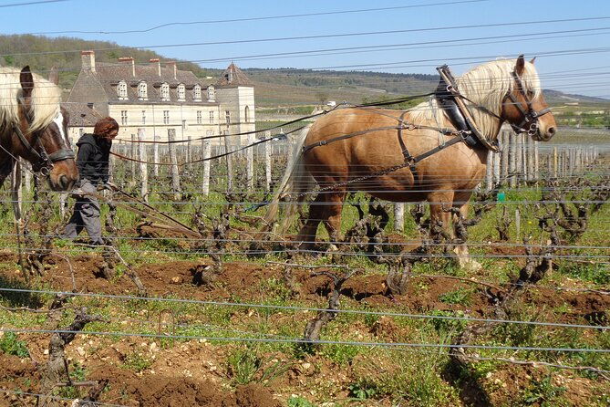 private-trip-and-wine-tasting-in-burgundy