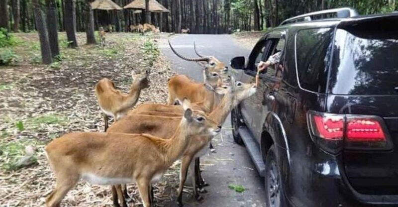 private-trip-safari-park-from-surabaya-malang-all-inclusive
