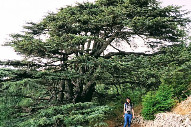 Private Trip to Beiteddine, Deir el Qamar & Maaser el Chouf Cedars - Key Points  