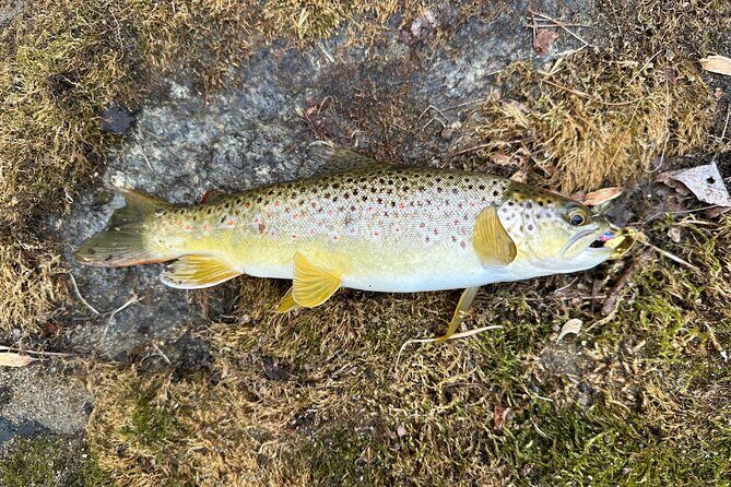 Private Trout Fishing Excursion in Virginia - What Sets This Tour Apart