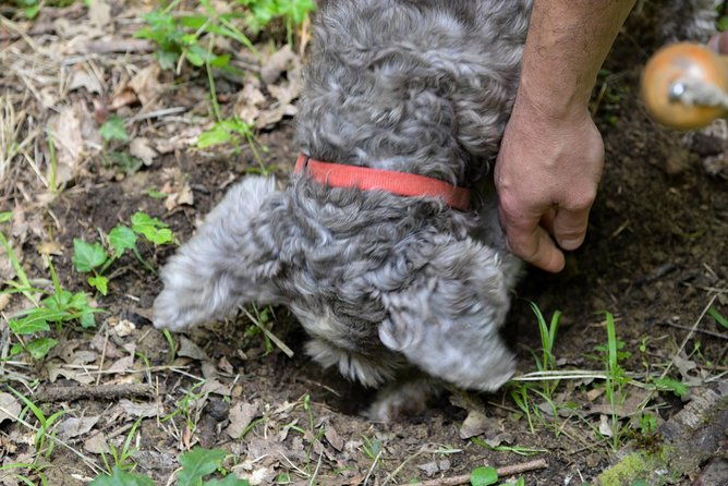 private-truffle-hunting-in-chianti